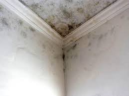 Trusted Reisterstown, MD Mold Removal & Remediation Experts